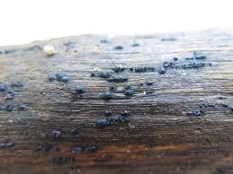 Attēlu rezultāti vaicājumam “Lamproderma pseudomaculatum stalked”