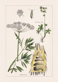 Attēlu rezultāti vaicājumam “Cicuta virosa leaf”