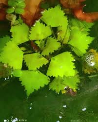 Attēlu rezultāti vaicājumam “Trapaceae”