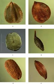 Attēlu rezultāti vaicājumam “Carpinus betulus fruit”