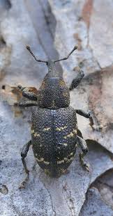 Attēlu rezultāti vaicājumam “Hylobius abietis”