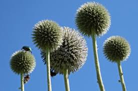 Image result for Echinops spaerocephalus
