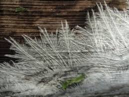 Attēlu rezultāti vaicājumam “Steccherinum fimbriatum”