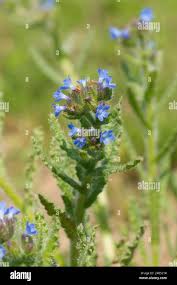 Attēlu rezultāti vaicājumam “Anchusa arvensis flower”