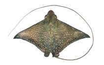 Image result for Aetomylaeus bovinus