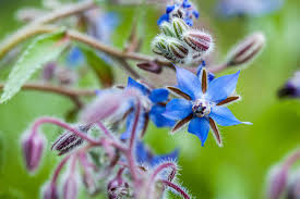 Attēlu rezultāti vaicājumam “Borago officinalis bud”