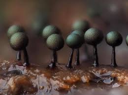 Attēlu rezultāti vaicājumam “Lamproderma debile sessile”