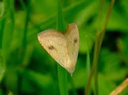 Attēlu rezultāti vaicājumam “Rivula sericealis”