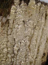 Attēlu rezultāti vaicājumam “Antrodia xantha”