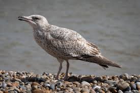 Attēlu rezultāti vaicājumam “Larus argentatus nest”