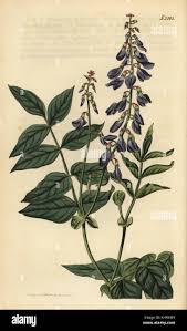 Attēlu rezultāti vaicājumam “Galega orientalis”