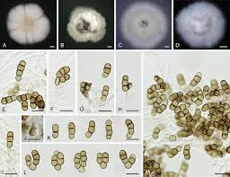 Attēlu rezultāti vaicājumam “Hyphodiscus hymeniophilus”