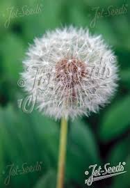 Attēlu rezultāti vaicājumam “Taraxacum officinale aggr. flower”
