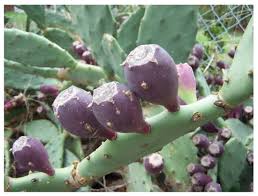 Attēlu rezultāti vaicājumam “Nardus stricta fruit”