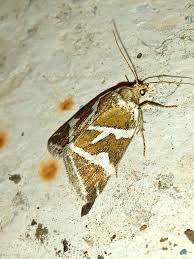 Attēlu rezultāti vaicājumam “Deltote bankiana”