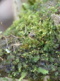 Attēlu rezultāti vaicājumam “Fissidens bryoides sporophyte”