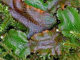 Attēlu rezultāti vaicājumam “Conocephalum salebrosum”