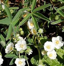 Attēlu rezultāti vaicājumam “Potentilla alba”