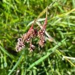 Attēlu rezultāti vaicājumam “Luzula campestris fruit”