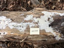 Attēlu rezultāti vaicājumam “Athelia pyriformis”