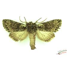 Attēlu rezultāti vaicājumam “Hypomecis roboraria”