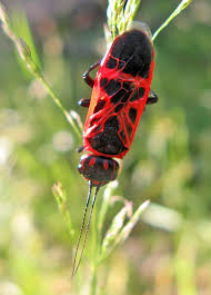 Attēlu rezultāti vaicājumam “Phalonidea permixtana”