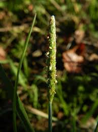 Attēlu rezultāti vaicājumam “Alopecurus aequalis leaf”