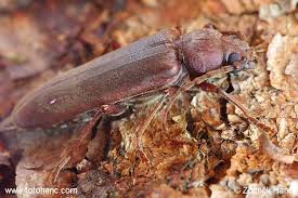 Attēlu rezultāti vaicājumam “Criocephalus rusticus”