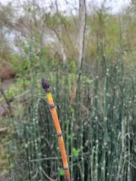 Attēlu rezultāti vaicājumam “Equisetum arvense”