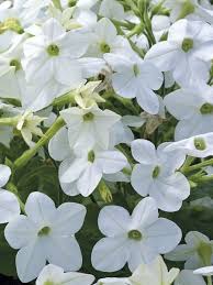 Image result for Nicotiana x sanderae `Perfume`F1