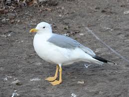 Image result for Larus cachinnans