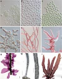 Attēlu rezultāti vaicājumam “Rhodophyta”