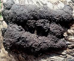 Attēlu rezultāti vaicājumam “Hypoxylon multiforme”