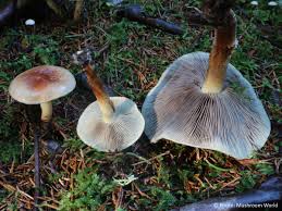 Attēlu rezultāti vaicājumam “Hypholoma lateritium”