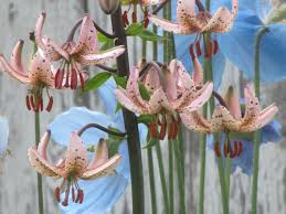 Image result for Lilium martagon `Chameleon`