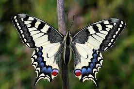 Attēlu rezultāti vaicājumam “Ceruchus chrysomelinus imago”