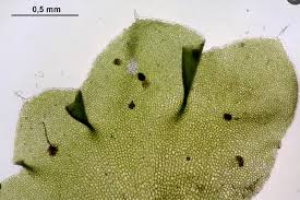 Attēlu rezultāti vaicājumam “Barbilophozia lycopodioides”