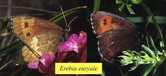 Attēlu rezultāti vaicājumam “Erebia ligea upperside”