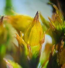 Attēlu rezultāti vaicājumam “Bryoerythrophyllum recurvirostrum”