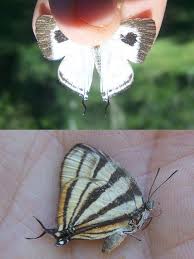 Attēlu rezultāti vaicājumam “Theclinae”