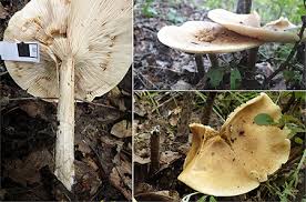 Image result for Melanoleuca rasilis var. pseudoluscina