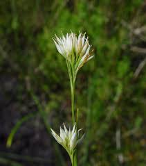 Attēlu rezultāti vaicājumam “Rhynchospora alba leaf”