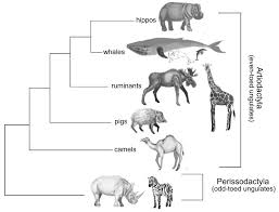 Attēlu rezultāti vaicājumam “Artiodactyla”