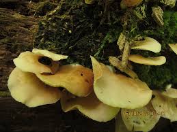 Attēlu rezultāti vaicājumam “Crepidotus applanatus”