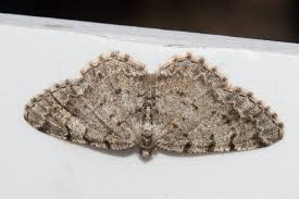 Attēlu rezultāti vaicājumam “Aethalura punctulata”