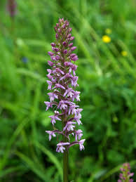 Attēlu rezultāti vaicājumam “Gymnadenia conopsea bud”