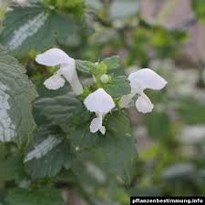 Attēlu rezultāti vaicājumam “Lamium maculatum leaf”