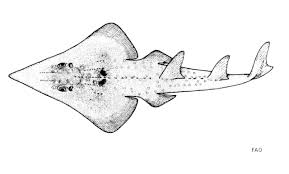 Image result for Rhynchobatus djiddensis