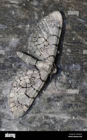 Attēlu rezultāti vaicājumam “Eupithecia venosata”