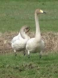 Attēlu rezultāti vaicājumam “Cygnus cygnus juvenile”